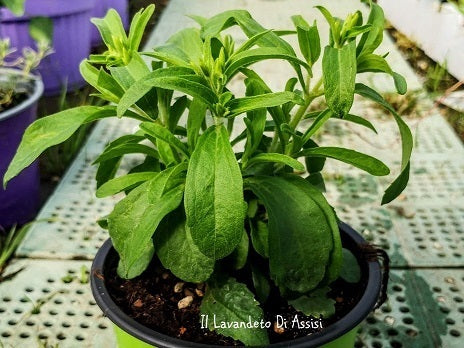La Stevia rebaudiana è una pianta originaria del Sud America, apprezzata per le sue foglie dolci che contengono glicosidi steviolici, un dolcificante naturale senza calorie. Di solito cresce fino a 30-60 cm di altezza e produce piccoli fiori bianchi durante la stagione di crescita. Le foglie, estratte o essiccate, sono utilizzate come dolcificante in alternativa allo zucchero, con una dolcezza significativamente più elevata.