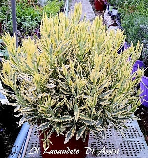 La Lavanda Allardii Meerlo è una varietà di lavanda dai profumati fiori viola e bianchi. Questa pianta perenne forma cespugli compatti e fragranti con foglie grigio-verdi che contrastano splendidamente con i fiori bicolore. La Lavanda Allardii Meerlo è ampiamente coltivata nei giardini e nei parchi per il suo aspetto decorativo e il suo profumo incantevole. È una pianta resistente che attira api e farfalle, rendendola ideale per giardini incentrati sulla fauna selvatica.