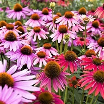 L'Echinacea purpurea di colore rosso-porpora è una pianta perenne con fiori di forma conica e petali intensamente colorati di rosso-porpora. È ampiamente coltivata per il suo aspetto ornamentale nei giardini ed è conosciuta anche per le sue possibili proprietà benefiche per la salute.