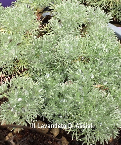 Cotula Hispida vaso 14 è una erbacea perenne rustica tappezzante,Ideale coltivata in giardini rocciosi o per ricoprire ampie superfici. Fiorisce da Giugno ad Agosto con dei bottoncini gialli.