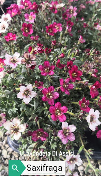Saxifraga