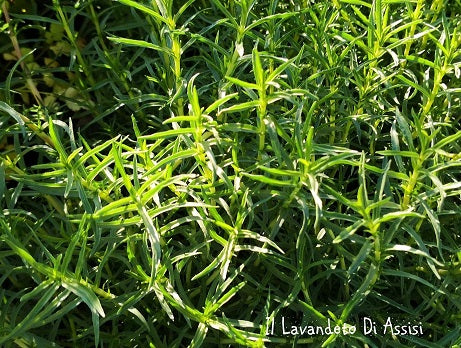 La mentha cervina in vendita vaso 14 cm, è una varietà di menta con foglie strette e lanceolate dal delicato aroma mentolato. Cresce fino a 30-60 cm di altezza e produce fiori rosa-lilla durante l'estate, attraendo gli insetti impollinatori. È utilizzata in cucina per insaporire tè, bevande fredde, insalate e piatti di carne, ed è apprezzata anche in erboristeria per le sue proprietà digestive e calmanti.