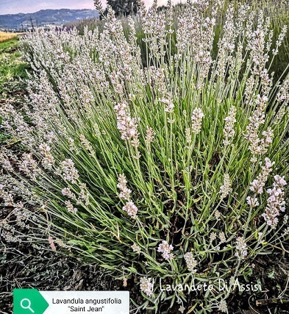 La Lavandula angustifolia 'Saint Jean' è nota per i suoi fiori di un delicato colore rosa pallido. Questa varietà di lavanda emana il classico profumo aromatico della lavanda ed è una scelta popolare per giardini, bordure e aiuole grazie alla sua bellezza ornamentale. La 'Saint Jean' è ampiamente apprezzata per i suoi fiori rosa pallido, che aggiungono una nota di colore morbido e romantica all'ambiente esterno, e può ancora attirare insetti benefici come api e farfalle.