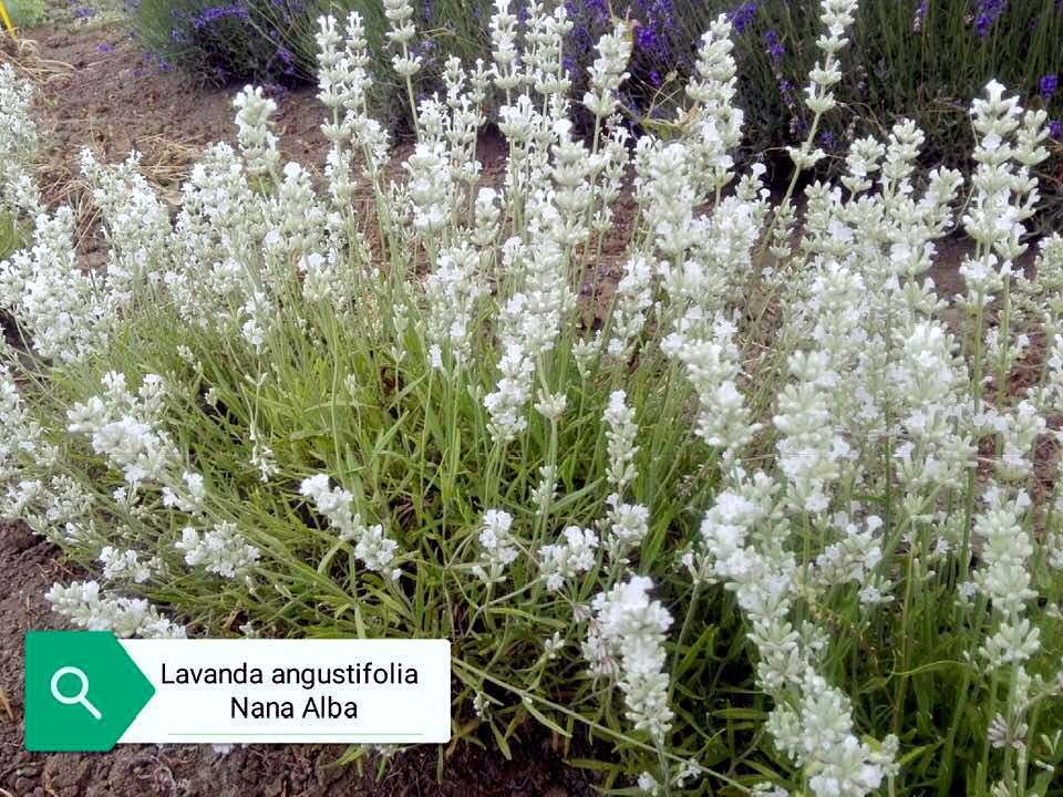 Lavanda angustifolia "Nana Alba" Cespuglio sempreverde di dimensioni molto ridotte, con steli di lunghezza corti colore bianco, è compatta profumata è molto carina in balcone o in piccole bordure. Raggiunge cm 40 di diametro e 40 in piena fioritura, è profumata, i fiori sono adatti anche per tisane, è resistente sia al caldo che al freddo. Le lavande odiano i ristagni ma in balcone in estate vanno annaffiate regolarmente.
