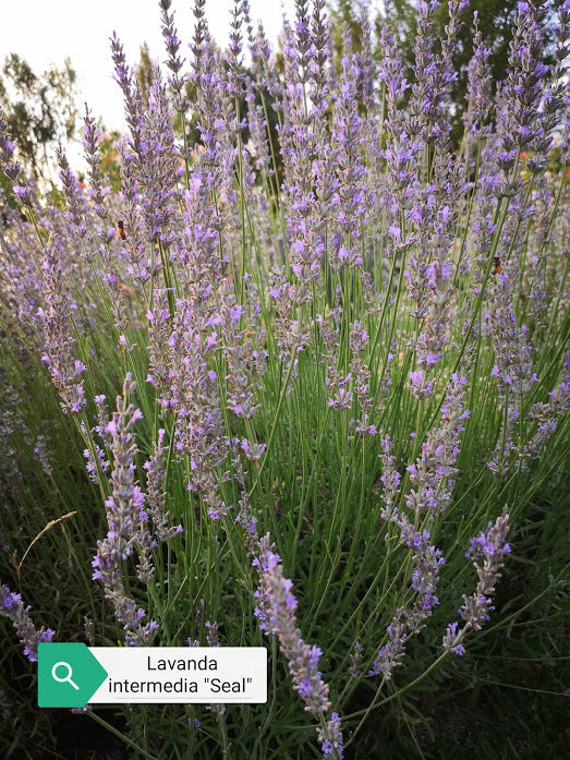 Lavanda intermedia 'Seal'