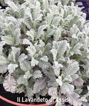 Tanacetum densum, conosciuto anche come camomilla densa o pinnate tansy, è una pianta erbacea perenne della famiglia Asteraceae. Presenta foglie verde scuro pinnate e fiori gialli riuniti in infiorescenze compatte. Questa pianta ha un portamento cespuglioso e compatto, formando cuscini densi di fogliame. Adatta a terreni ben drenati e posizioni soleggiate, viene spesso utilizzata per scopi ornamentali in giardini rocciosi o come copertura del terreno.