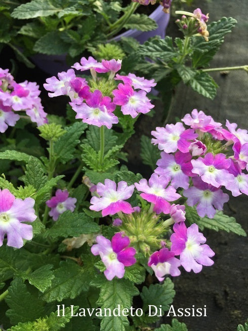 Verbena Hybrida Endurance Scape variegata lilla