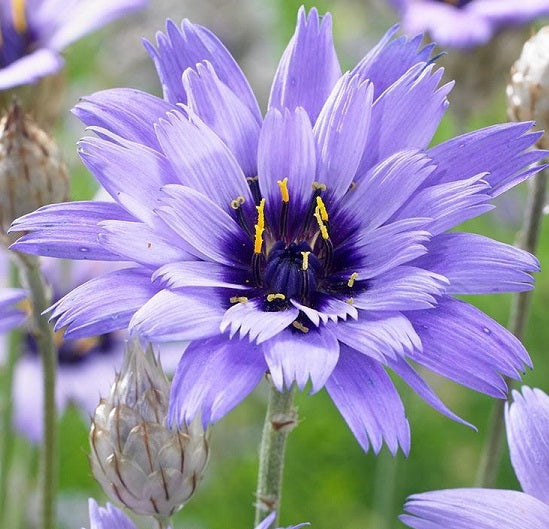 Catananche Caerulea Blue è una pianta erbacea, raggiunge un'altezza massima di 90 cm, ama l'esposizione soleggiata, fiori di colore blu durante l'estate. Vaso 14