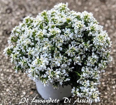 L'Iberis sempervirens in vendita in vaso 14 cm, èuna pianta perenne a bassa crescita. Le sue foglie strette e di colore verde scuro rimangono verdi tutto l'anno, conferendo alla pianta un aspetto sempreverde. Durante la primavera e l'inizio dell'estate, l'Iberis sempervirens produce una profusione di piccoli fiori a forma di stella o campana, disponibili in varie tonalità, tra cui il bianco, il rosa e il viola.