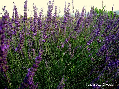 lavanda grosso, lavanda intermedia grosso', lavandino, lavanden, lavanda Provenzale,, vendita lavanda grosso, lavanda grosso vendita online, lavanda con fiore viola, lavanda più profumata. vivaio lavanda, lavanda grosso vendita online, vivaio piante online. Lavanda intermedia grosso. lavanda vendita, vendita lavanda. lavanda grosso vendita on line