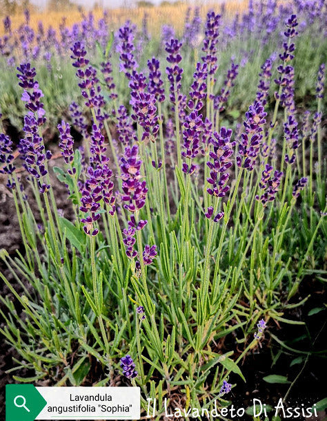 Lavanda Angustifolia Sophia Cespuglio sempreverde di dimensioni molto contenute, con steli abbastanza corti, colore blu molto, molto scuri, è molto profumata è adatta anche balcone o bordure meglio se a gruppi di 2/3 Raggiunge cm 30/40 di diametro e 50 cm in altezza in piena fioritura, è molto profumata, i fiori sono adatti anche per tisane, è resistente sia al caldo che al freddo. Le lavande odiano i ristagni ma in balcone in estate vanno annaffiate.