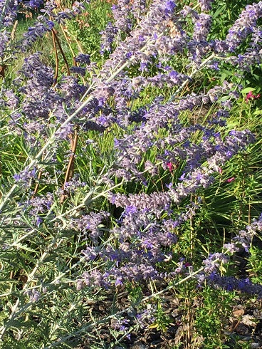 La Perovskia atriplicifolia è una erbacea perenne, originaria dell'Asia. Produce fusti legnosi o semilegnosi, che danno origine ad arbusto, alto circa 90-100 cm; il fogliame è di colore verde-grigiastro; le foglie emanano un intenso profumo di salvia. Dalla primavera inoltrata, fino all'estate, all'apice dei fusti sbocciano piccoli fiori di colore blu, simili ai fiori di lavanda, riuniti in lunghe spighe.