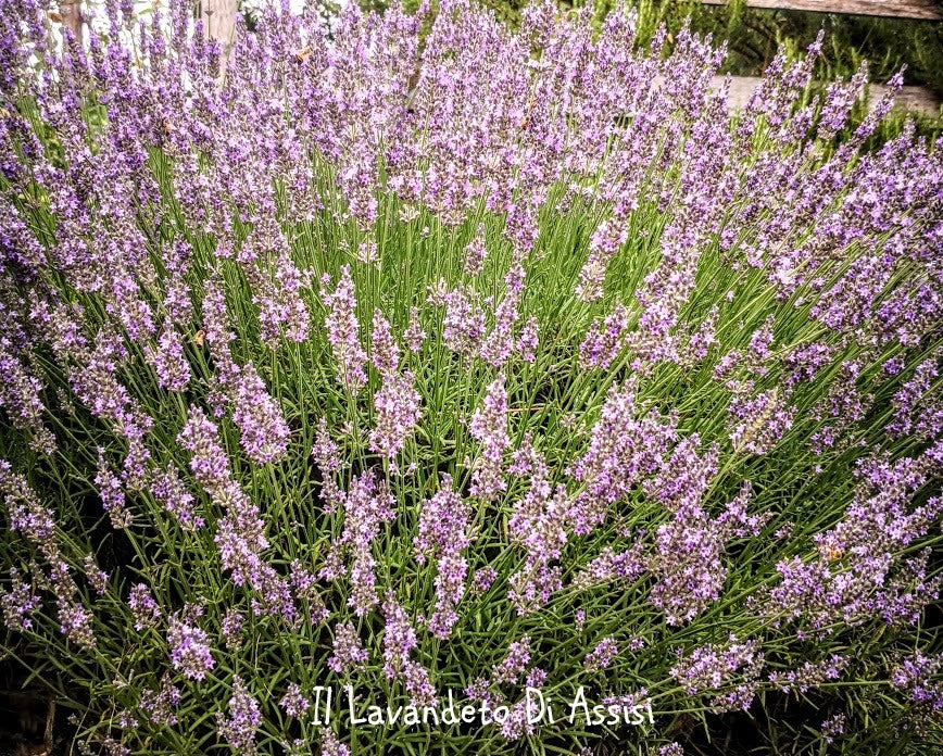 lavanda intermedia sussex,