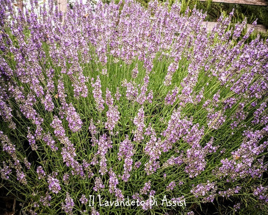lavanda intermedia sussex,