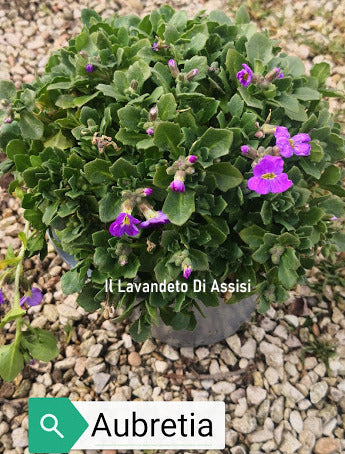 Aubretia caucasica vaso 14 cm di diametro. è una Perenne ama il terreno Roccioso e il sole, il periodo di fioritura va da Aprile a Maggio