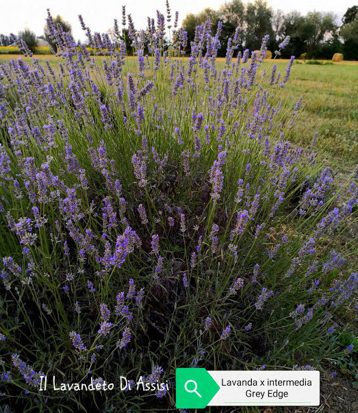 Lavanda intermedia grey edge, lavandino comune, questa varietà di lavanda cresce molto velocemente e raggiunge un' altezza di 80/100 cm in piena fioritura, i suoi fori sono lilla, è molto profumata. Lavanda vendita. Dato la crescita veloce questo tipo di lavanda è quella che lignifica maggiormente e perciò necessita di potature drastiche almeno una volta all' anno.