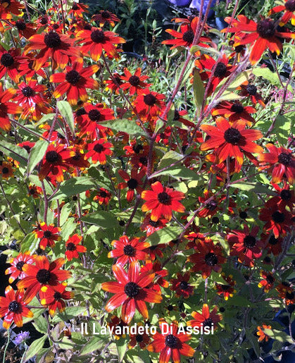 Rudbeckia "Triloba Prairie Glow" è una pianta perenne che raggiunge un'altezza di circa 60-90 cm, con fiori simili a margherite dai vivaci petali arancioni o rossi e un centro scuro. La fioritura avviene in estate e attrae impollinatori come le api. Questa varietà cresce meglio in pieno sole e in terreni ben drenati, ed è una scelta popolare per giardini perenni e bordure grazie al suo aspetto affascinante e alla facilità di coltivazione.