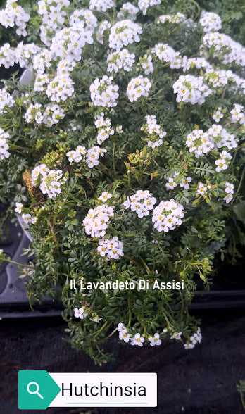 La Hutchinsia bianca è una piccola pianta erbacea perenne con foglie piccole e lanceolate di colore verde scuro. Durante la primavera e l'estate, produce racemi di fiori bianchi profumati e delicati che crescono sopra il tappeto di foglie. Questa pianta è adatta per giardini rocciosi, scogliere e terreni ben drenati. La Hutchinsia bianca è apprezzata per la sua capacità di coprire il terreno e creare una coperta di fiori bianchi che aggiunge bellezza ai giardini e agli spazi all'aperto.