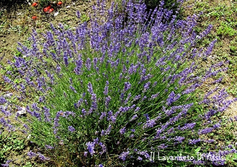 La Lavandula angustifolia 'Assisi Purple' è una varietà di lavanda con fiori di un vivace colore viola scuro. Questa pianta emana un profumo ricco e aromatico tipico della lavanda ed è ampiamente coltivata per i suoi usi ornamentali e aromatici. 'Assisi Purple' è una scelta popolare per giardini e bordure grazie alla sua bellezza e alla sua capacità di attirare insetti benefici.