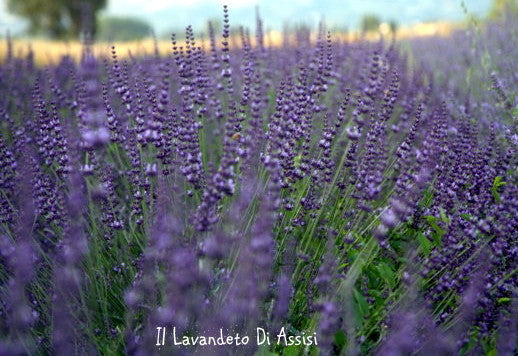 Lavanda intermedia 'Julien' . Piante di lavanda vendita. Piante di lavanda vendita online. Cespuglio sempreverde, per zone soleggiate di dimensioni medie, con steli lunghi, colore viola/blu, profumata ha la spiga lunga e appuntita, da mettere in giardino in posizione soleggiata, meglio se in gruppi da 3 si può mettere anche in terrazzo in vaso in vasi abbastanza grandi almeno diametro 35 cm.