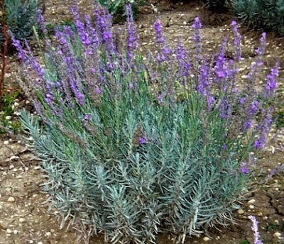 La Lavanda angustifolia "Maillette". Lavanda angustifolia in vendita, vendita lavanda online. lavanda vendita online,   è una varietà di lavanda con fusti compatti e foglie grigio-verdi. I suoi fiori sono di un vivace colore viola e rilasciano un profumo intensamente aromatico. Questa lavanda è molto apprezzata per la produzione di oli essenziali di alta qualità ed è ideale per giardini profumati e aromatici.