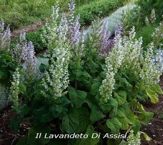 Salvia sclarea in fiore con grandi foglie grigio-verdi e spighe rosa-lilla, ideale per bordure naturalistiche e giardini soleggiati.