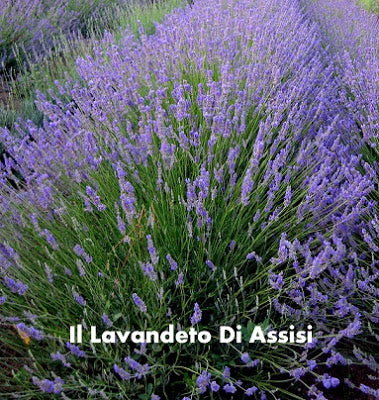 lavanda vendita, vendita lavanda, lavanda per giardino, lavanda per balcone, lavanda offerta, offerte su piante di lavanda, lavanda in vaso, il lavandeto di Assisi, vendita piante di lavanda, lavanda vendita online,