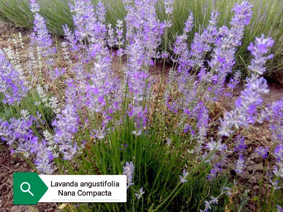 La Lavanda angustifolia "Nana compacta" è una varietà di lavanda estremamente compatta e bassa. Questa pianta forma cespugli molto ridotti, con foglie grigio-verdi e fiori viola profumati. È una scelta ideale per aiuole, bordure o vasi, aggiungendo un tocco di lavanda in spazi limitati o come copertura del terreno profumata.