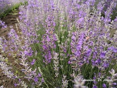 La Lavandula angustifolia 'Luberon' è una varietà di lavanda apprezzata per i suoi fiori di colore viola intenso e il suo profumo aromatico classico. Questa pianta cresce fino a una altezza di circa 60-75 centimetri ed è ideale per giardini, bordure e aiuole grazie alla sua resistenza e al suo aspetto ornamentale. 'Luberon' è conosciuta anche per la sua capacità di attirare api e farfalle, contribuendo alla biodiversità del giardino. 