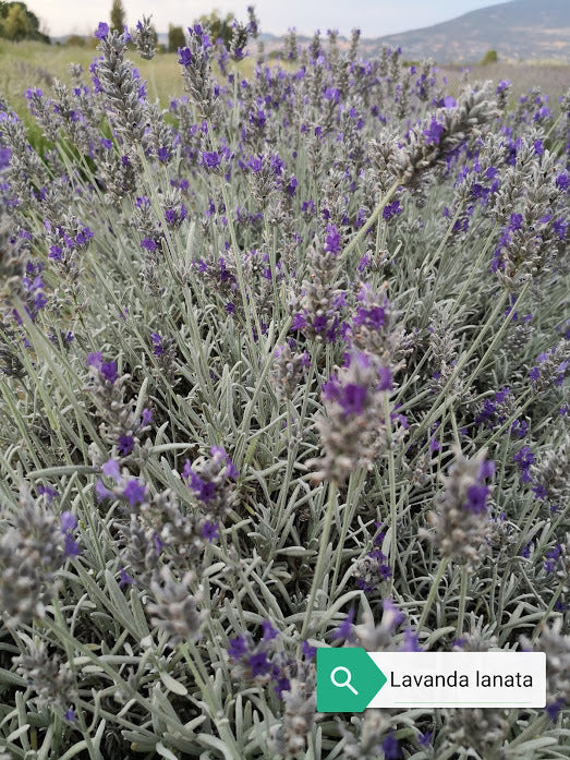 La Lavanda lanata 'Richard Grey' è una varietà di lavanda con foglie grigio-argento e fiori di colore blu-viola. Questa pianta emana il classico profumo aromatico della lavanda ed è apprezzata per la sua bellezza ornamentale e la sua resistenza. 'Richard Grey' è una scelta ideale per giardini, bordure e aiuole, contribuendo a creare un'atmosfera rilassante e profumata.