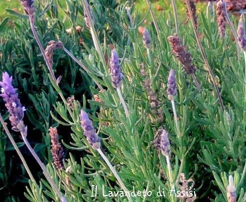La lavanda dentata Inglese 'Royal Crown' è una varietà di lavanda con foglie dentellate e fiori viola profumati. Questa pianta è ampiamente coltivata per l'aspetto ornamentale e il suo profumo avvolgente. 'Royal Crown' è una scelta popolare per giardini, bordure e aiuole, contribuendo a creare un'atmosfera rilassante e profumata.