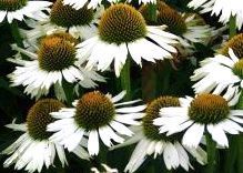 Echinacea sunseekers white (R)