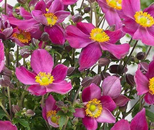 L'Anemone Fantasy 'Red Riding Hood' è una varietà di anemone caratterizzata da una fioritura vivace e intensa. Con un'altezza che solitamente raggiunge i 30-45 centimetri, questa pianta perenne produce fiori singoli o semi-doppi di un rosso vibrante, portando un tocco di drammaticità al giardino in primavera e in estate. Il centro giallo accentua ulteriormente l'effetto visivo. Il fogliame verde scuro, di solito lobato, completa il suo aspetto decorativo