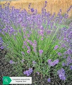 La Lavandula angustifolia 'Imperial Gem' è una varietà di lavanda con fiori di un blu profondo e intenso. Questa pianta compatto cresce fino a circa 30-45 centimetri di altezza ed è conosciuta per il suo profumo aromatico classico di lavanda. 'Imperial Gem' è una scelta popolare per i giardini e le bordure grazie alla sua resistenza e al suo aspetto ornamentale. I suoi fiori attraenti sono anche apprezzati per la produzione di oli essenziali e la loro capacità di attirare insetti benefici.