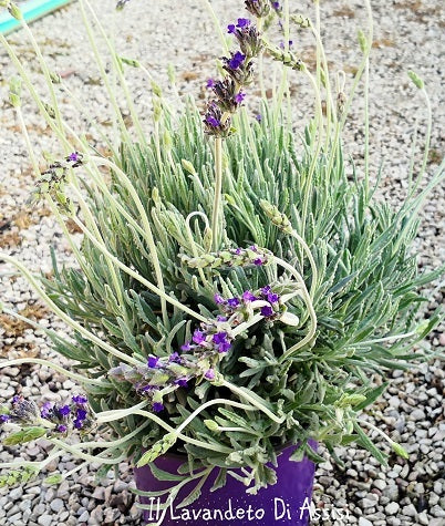 La Lavandula 'Goodwin Creek Grey' è una varietà di lavanda con foglie grigio-verdi vellutate e fiori blu-lavanda altamente profumati. Questa pianta è ampiamente coltivata per l'aspetto decorativo e il suo aroma rilassante. È ideale per giardini, bordure e la produzione di oli essenziali aromatici.