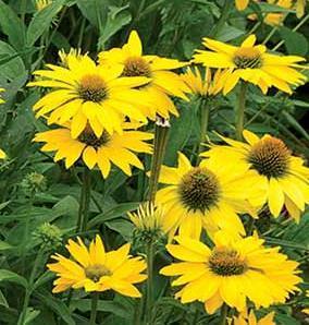 Echinacea Leilani (R), Vaso 15 cm, Fioritura da aprile a ottobre. Erbacee perenni, rustiche resistenti al caldo e al freddo, perde la parte aerea in inverno.