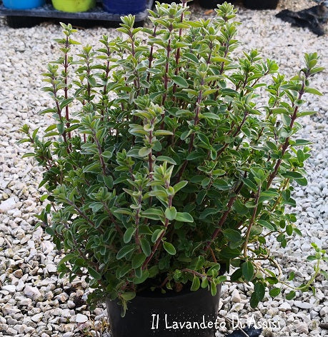 La maggiorana è una pianta aromatica con foglie verdi-grigie e fiori piccoli, spesso utilizzata in cucina per insaporire vari piatti. Ha un aroma delicato e un sapore leggermente dolce con note di pino e agrumi. È ideale per carni, pesce, verdure e zuppe.