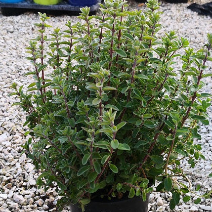 La maggiorana è una pianta aromatica con foglie verdi-grigie e fiori piccoli, spesso utilizzata in cucina per insaporire vari piatti. Ha un aroma delicato e un sapore leggermente dolce con note di pino e agrumi. È ideale per carni, pesce, verdure e zuppe.