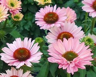 Echinacea Sunseekers Salmon (R)