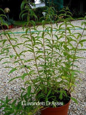 Cedrina - Erba Luigia - Verbena odorosa Pianta perenne al profumo di limone. Detta anche limoncina. Al sud Italia spesso viene piantata come siepe in quanto allontana le zanzare. Alle basse temperature perde le foglie e le rimette piuttosto tardi. Le sue foglie sono edibili e sono utilizzate per fare un liquore al sapore di limone. Vaso 14 cm