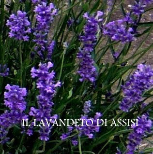 Lavanda angustifolia ‘Folgate’, Varietà di lavanda vera o officinalis. Cespuglio sempreverde di dimensioni abbastanza grande per essere una lavanda vera, con steli piuttosto lunghi, colore bluette acceso, è molto profumata è adatta anche balcone o bordure meglio se a gruppi di 2 o 3.