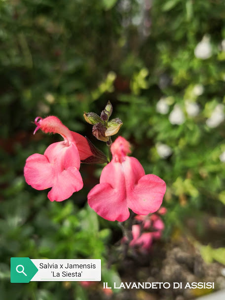La Salvia x jamensis "La Siesta" è una varietà ibrida di salvia. Le sue foglie sono di solito lanceolate o ovali, di colore verde. Durante la fioritura, produce fiori tubolari in una varietà di colori, con "La Siesta" che potrebbe indicare una particolare combinazione di tonalità. Questa pianta ibrida è spesso apprezzata per il suo aspetto ornamentale e può avere un profumo gradevole. Preferisce terreni ben drenati e cresce bene in posizioni soleggiate o parzialmente ombreggiate.