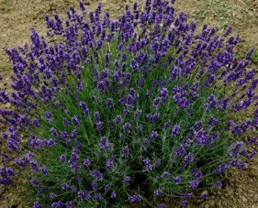 Lavanda Hidcote blue. Lavanda angustifolia hidcote blue.  Cespuglio sempreverde di dimensioni ridotte, con steli di lunghezza medio/corti colore blu scuro, è compatta profumata è molto carina in balcone o in piccole bordure Raggiunge cm 40/50 di diametro e 40 in piena fioritura, è profumata, i fiori sono adatti anche per tisane, è resistente sia al caldo che al freddo