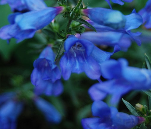 Penstemon virgatus 'Blue Buckle' Vaso 14. è una pianta perenne che ama l'esposizione soleggiata, fiorisce in estate con dei bellissimi fiori blu-porpora.
