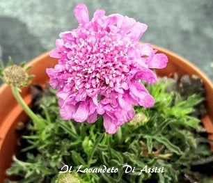 Scabiosa 'Pink Mist' in fiore con corolle rosa pastello, perfetta per bordure, vasi e giardini soleggiati a bassa manutenzione.