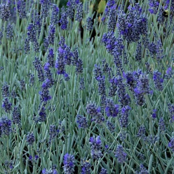 Lavandula 'Silver Mist'. Bellissima lavanda nana, con foglie grigie argentate un po' grasse. Piccola  e adatta anche alle zone assolate e ai terrazzi.  Alta circa 30 cm con steli floreali corti.  E' resistente dia al gelo che al caldo intenso, vive bene anche in piccoli contenitori e in pieno sole, in questo caso in estate va annaffiata almeno una volta al giorno. Odia i ristagni come tutte le lavande.