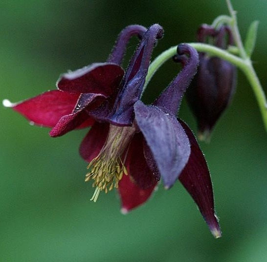 L' Aquilegia atrata, o Colombina Nera, è una pianta perenne nota per i suoi fiori distintivi di colore nero-viola a forma di campana con speroni allungati. Con un'altezza di 30-60 centimetri, questa colombina fiorisce dalla primavera all'inizio dell'estate, aggiungendo un tocco elegante ai giardini. Le foglie sono composte e verdi scure, e la pianta prospera in terreni ben drenati, preferendo posizioni parzialmente ombreggiate. 