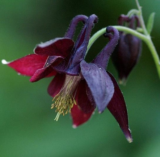 L' Aquilegia atrata, o Colombina Nera, è una pianta perenne nota per i suoi fiori distintivi di colore nero-viola a forma di campana con speroni allungati. Con un'altezza di 30-60 centimetri, questa colombina fiorisce dalla primavera all'inizio dell'estate, aggiungendo un tocco elegante ai giardini. Le foglie sono composte e verdi scure, e la pianta prospera in terreni ben drenati, preferendo posizioni parzialmente ombreggiate.