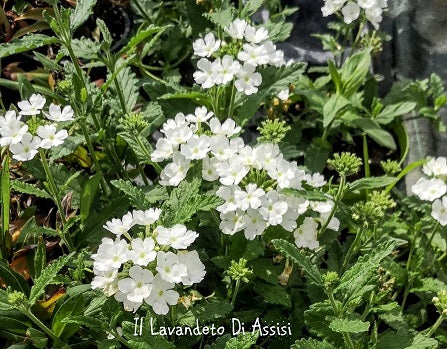 La Verbena canadensis bianca è una pianta erbacea perenne originaria del Nord America. Si presenta con fusti eretti o striscianti e produce fiori di colore bianco puro disposti in racemi o pannocchie. Le foglie sono generalmente lanceolate e dentate, con un tono di verde medio. Resistente e adatta a pieno sole, questa varietà è apprezzata per la sua capacità di attirare farfalle e altri impollinatori, rendendola una scelta popolare per giardini ornamentali.