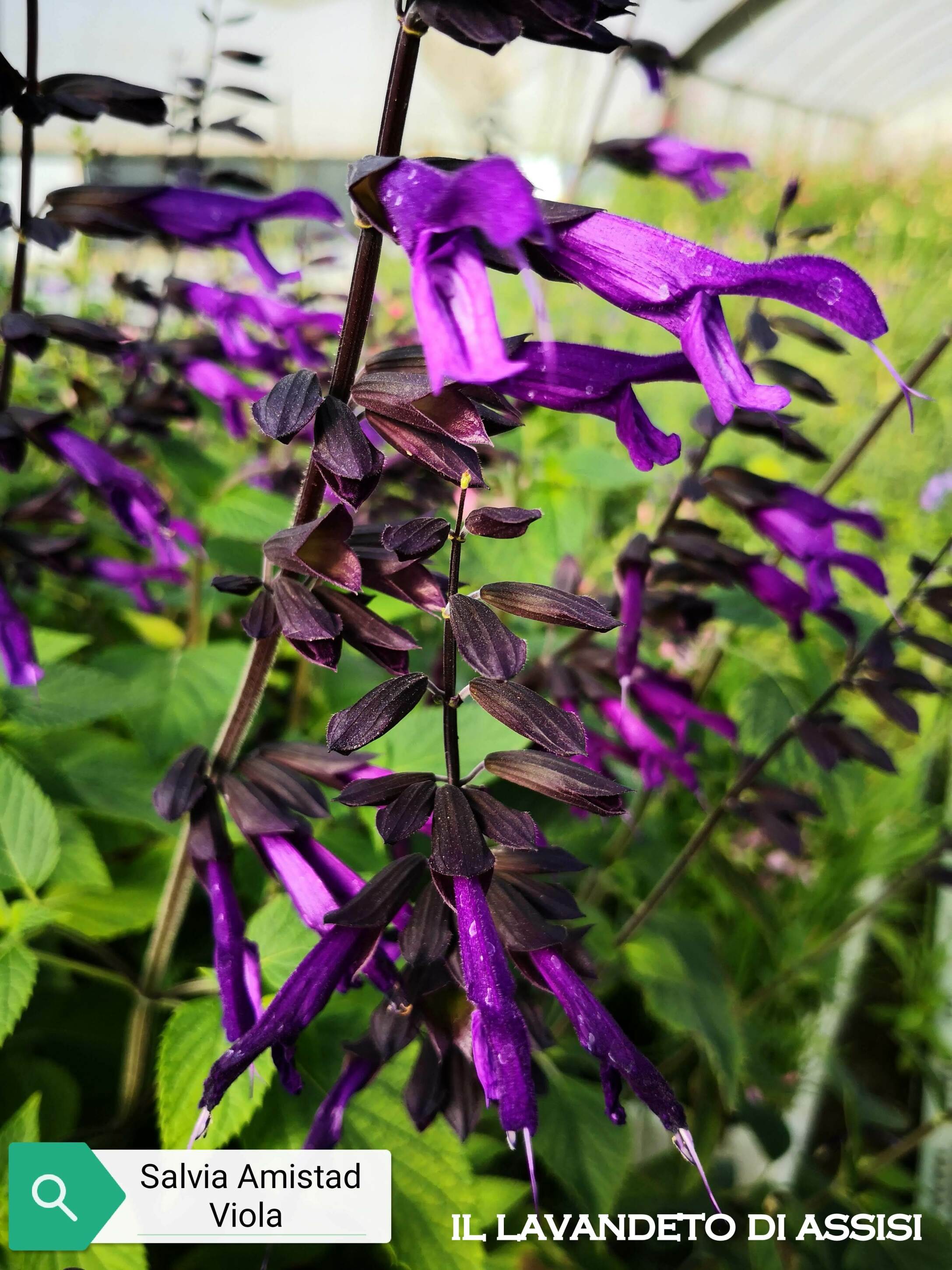 Salvia 'Amistad Viola' – Il Lavandeto Di Assisi